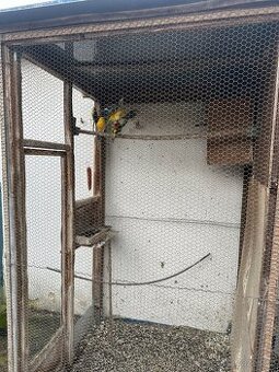 Alexandři, papoušci, rozely