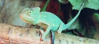 Chameleon Jemenský mláďata.