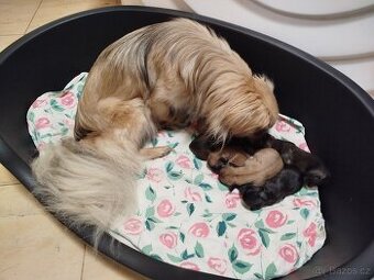 Tibetský španěl - štěňata s PP