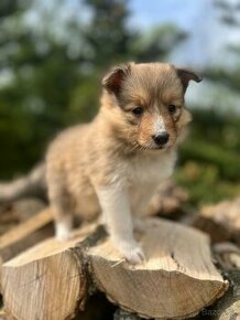 Sheltie Šeltie Fena s PP