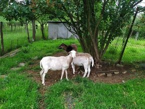 Kamerunská ovce