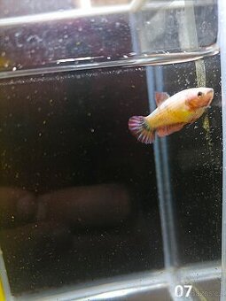 Betta Splendens - Betta bojovnice (Samice 07)
