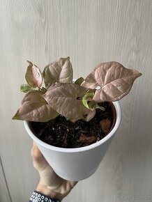 Syngonium Pink - nenáročná pokojovka