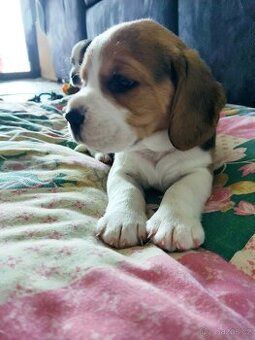 Beagle (Bígl) štěně - 1