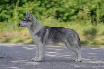 Sibiřský husky štěňata s PP - 1