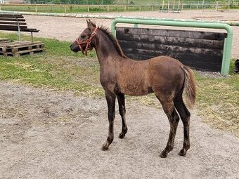 Roční hřebeček Welsh pony, sekce B k prodeji