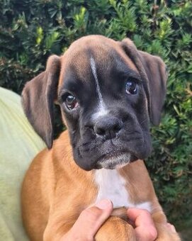 Nemecky boxer