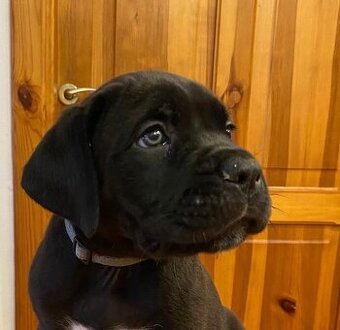 Cane corso s PP