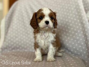 Štěňátka Kavalír King Chares Španěl s PP, Praha