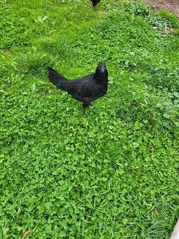 Kohouti ayam cemani