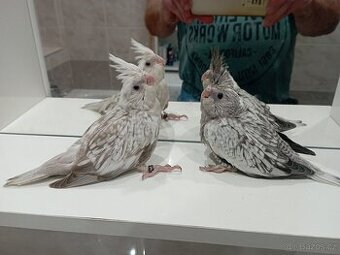 Korelky ručně dokrmené Brno