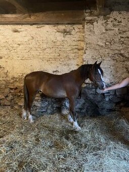 Na jaře dvouletý valach Welsh Cob