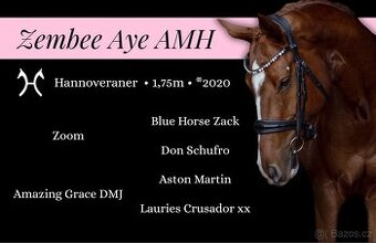 Nádherný 5r valach do športu