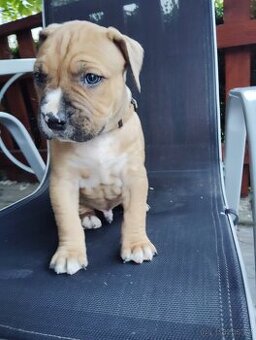 Americký stafordšírský teriér