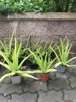 Aloe Vera