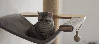 britské kotě s PP (rodokmen FiFe)