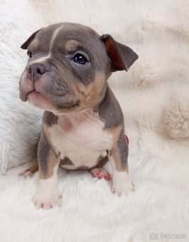 Štěňátka American bully pocket s PP