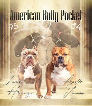 Štěňátka American bully pocket s PP