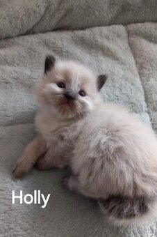 Něvská maškaráda, sibiřská kočka s pp