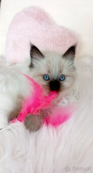 Něvská maškaráda, kočička s pp.