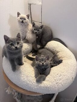 Britská modrá koťátka