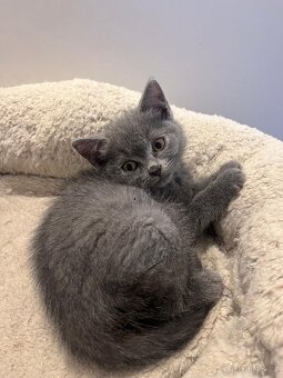 Britská modrá koťátka