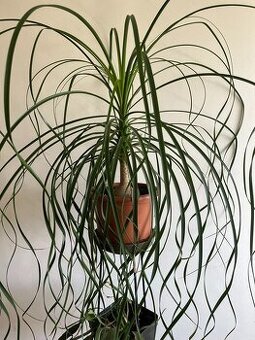 Prodám krásnou velkou palmu: Sloní noha/Nolina, Praha