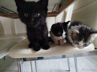 Darují koťata -Rezervace všech koťátek