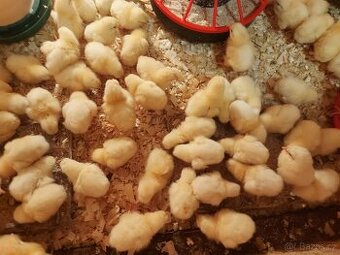 Brojlerová kuřata, brojleři, kuřátka