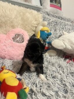 Jorkširský teriér s pp