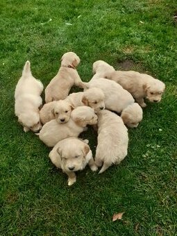 Zlatý retrívr, štěňata