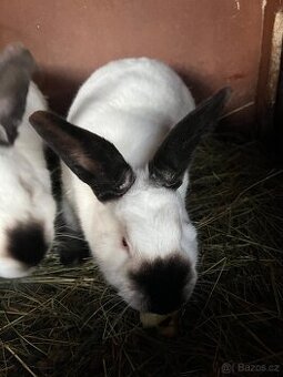 Na chov kříženy kaliforňak&hyl