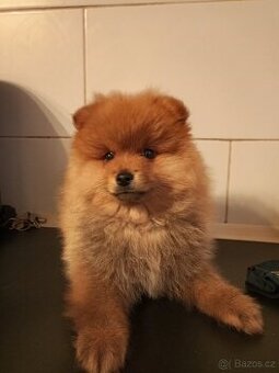 Pomeranian štene