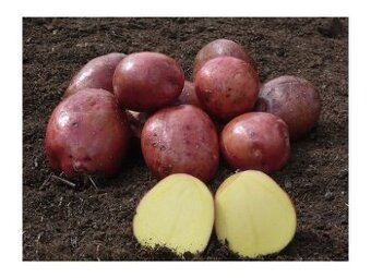 Konzumní brambory 9KČ/kg