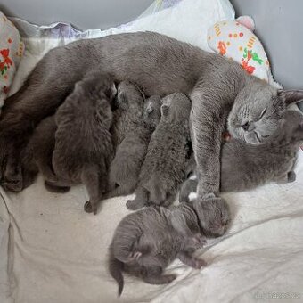 Britská modrá koťata