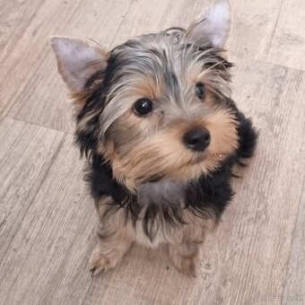 Jorkširský teriér