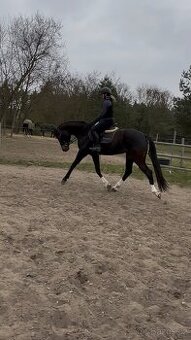 Čtyřletá klisna po Go-On T.S.