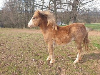 Klisnčka WPB - pony