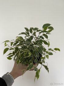 Fíkus benjamín - nádherná nenáročná pokojová rostlina