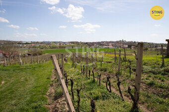 Pozemek pro rodinné vinařství s vinicemi na dvou par, 132041 - 1