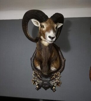 Muflon