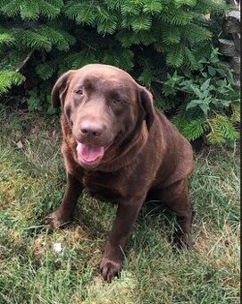 Labradorský retriever