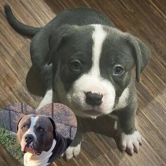 American Bully XL ŠTĚŇATA K ODBĚRU