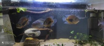 Uaru amphiacanthoides - 1