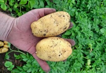 Brambory a cibule