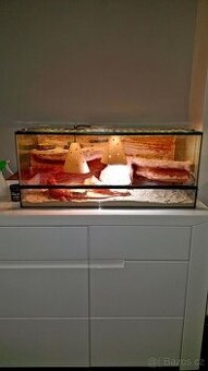 Terarium s agamou