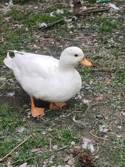 Zakrslé Kachna bílá