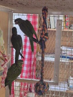 Ara Nobilis na prodej