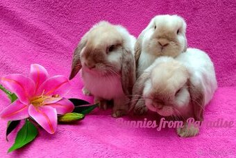 ROZTOMILÍ KRÁLÍČCI HLEDAJÍ NOVÝ DOMOV ❤️❤️❤️