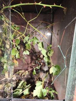 Pakobylka indická Originální, nenáročný dárek